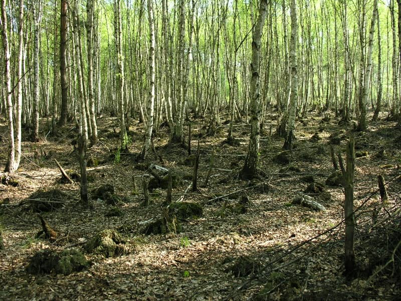 wesola rezerwat przyrody