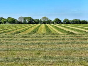 Odrolnienie działki - co trzeba o tym wiedzieć?